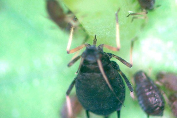 aphids feeding