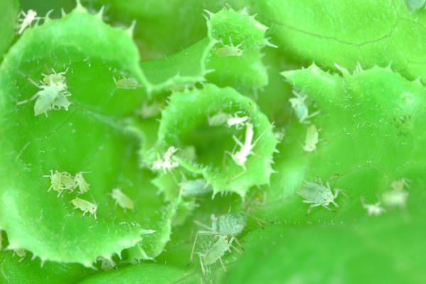 lettuce aphids